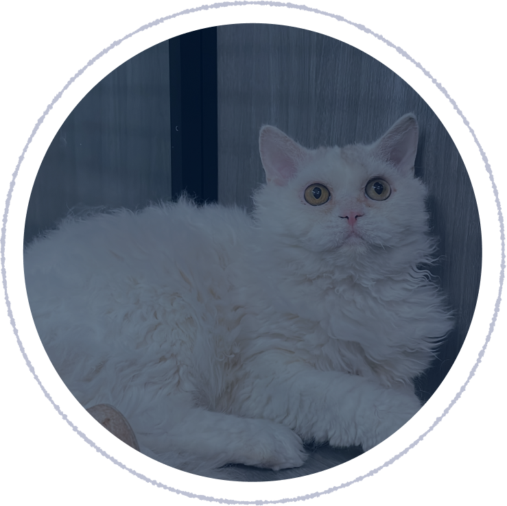 賽爾凱克捲毛貓